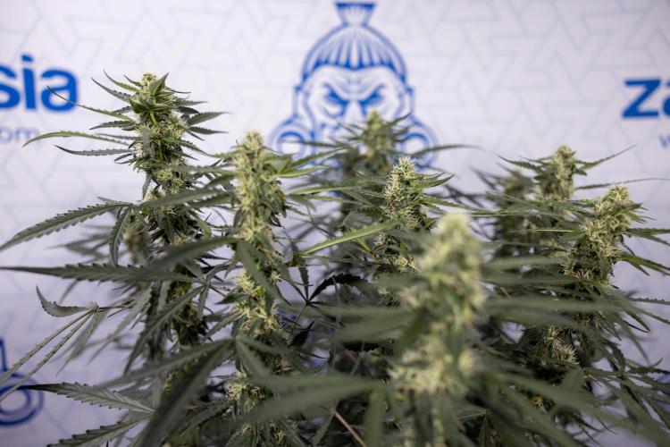 Godfather OG ✞ Auto - Zamnesia x B&B. Week 8 - Godfather OG #2 - Main Lining