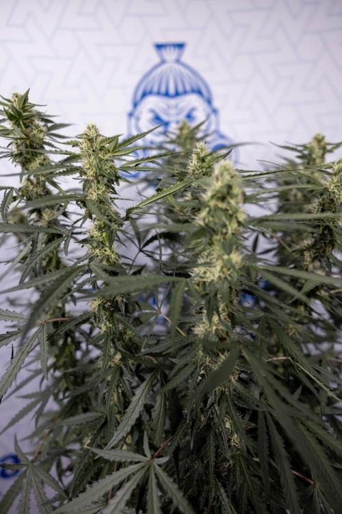 Godfather OG ✞ Auto - Zamnesia x B&B. Week 8 - Godfather OG #2 - Main Lining