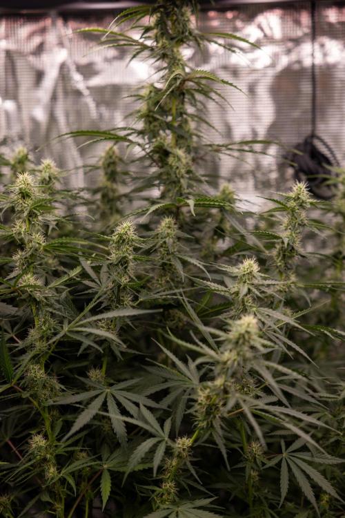 Godfather OG ✞ Auto - Zamnesia x B&B. Week 8 - Godfather OG #1 - No Techniques