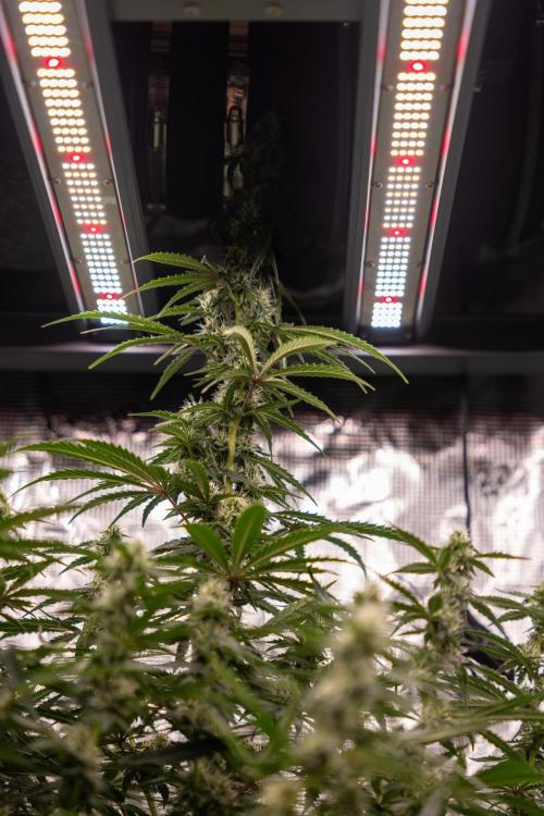 Godfather OG ✞ Auto - Zamnesia x B&B. Week 8 - Godfather OG #1 - No Techniques