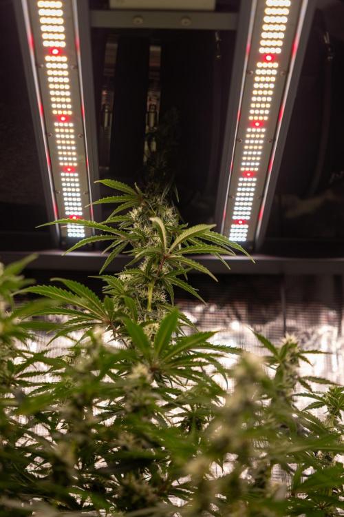 Godfather OG ✞ Auto - Zamnesia x B&B. Week 8 - Godfather OG #1 - No Techniques