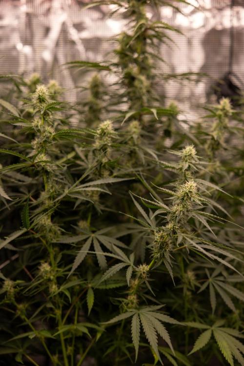 Godfather OG ✞ Auto - Zamnesia x B&B. Week 8 - Godfather OG #1 - No Techniques