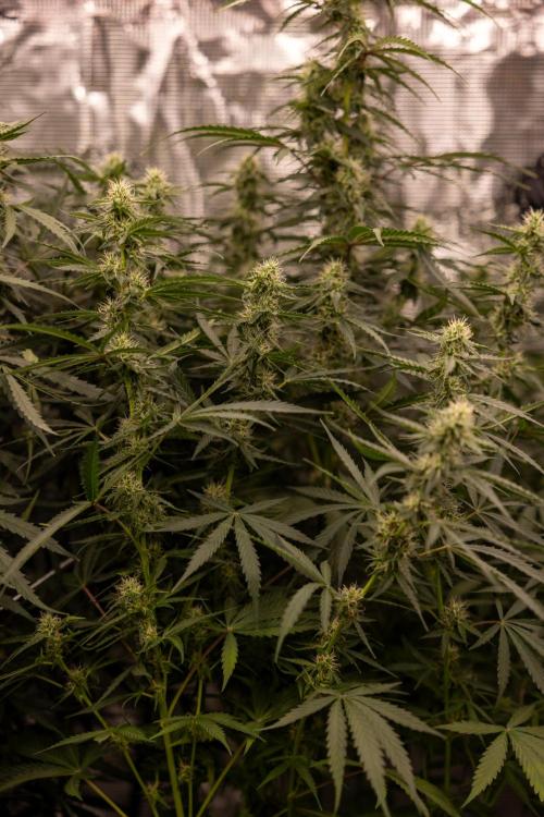 Godfather OG ✞ Auto - Zamnesia x B&B. Week 8 - Godfather OG #1 - No Techniques