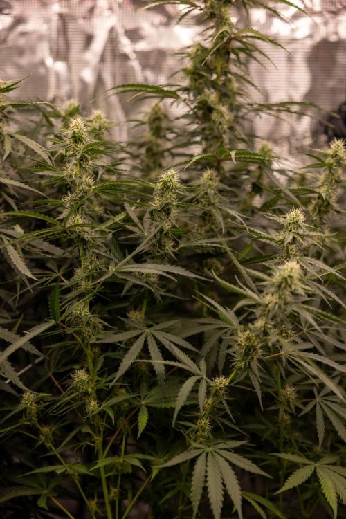 Godfather OG ✞ Auto - Zamnesia x B&B. Week 8 - Godfather OG #1 - No Techniques