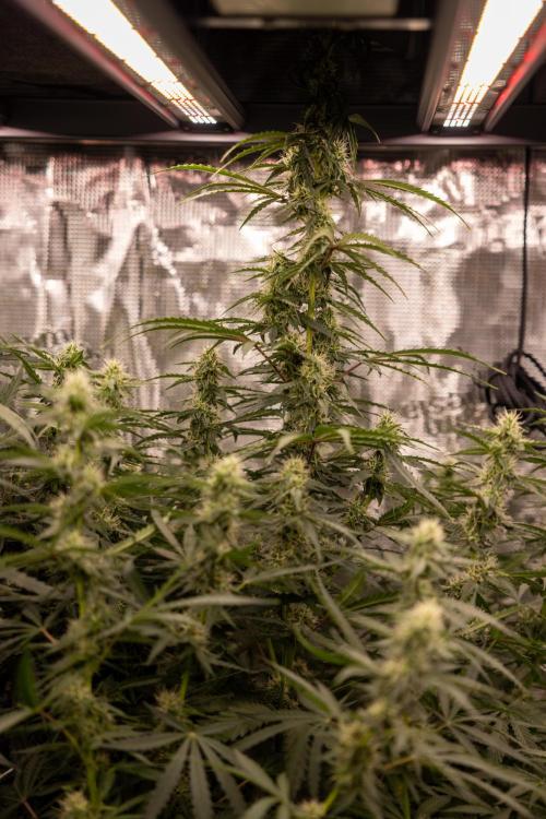Godfather OG ✞ Auto - Zamnesia x B&B. Week 8 - Godfather OG #1 - No Techniques