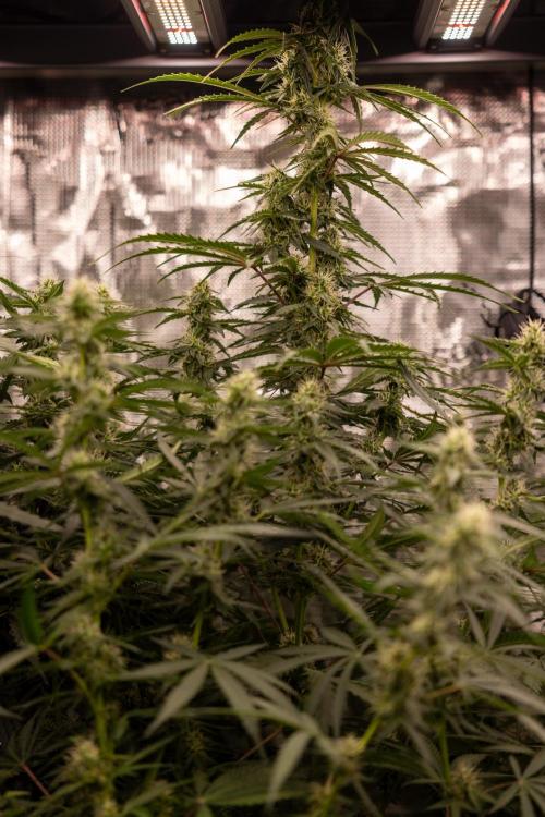 Godfather OG ✞ Auto - Zamnesia x B&B. Week 8 - Godfather OG #1 - No Techniques