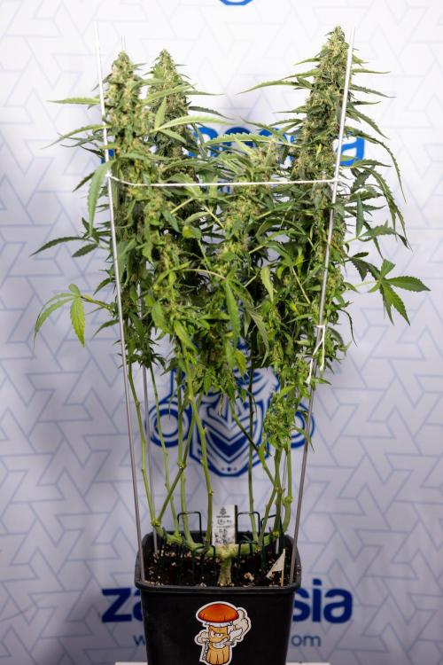 CBD FIX 🏥 Auto - Zamnesia x B&B. Week 8 - CBD FIX #2 - MIAN LINING