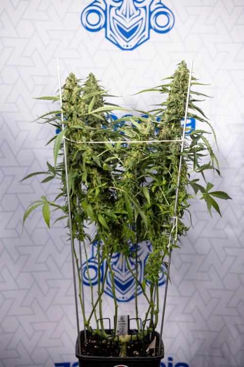 CBD FIX 🏥 Auto - Zamnesia x B&B. Week 8 - CBD FIX #2 - MIAN LINING