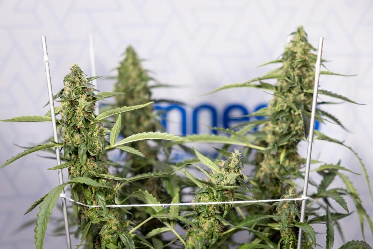 CBD FIX 🏥 Auto - Zamnesia x B&B. Week 8 - CBD FIX #2 - MIAN LINING