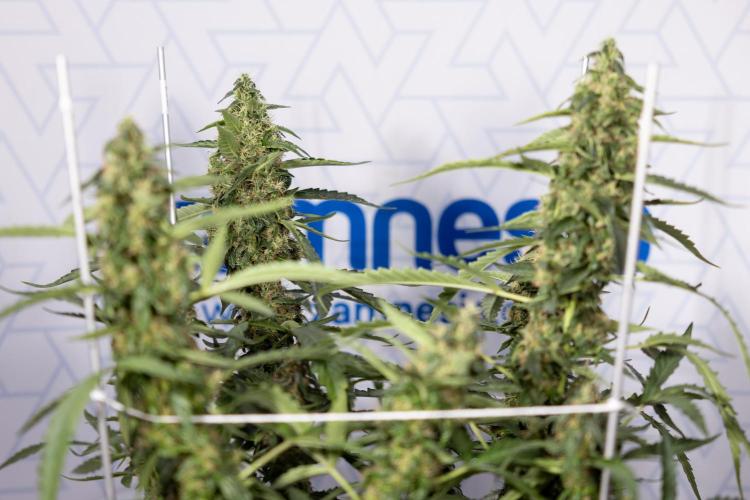 CBD FIX 🏥 Auto - Zamnesia x B&B. Week 8 - CBD FIX #2 - MIAN LINING