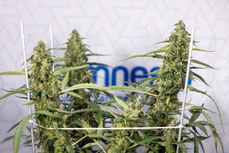 CBD FIX 🏥 Auto - Zamnesia x B&B. Week 8 - CBD FIX #2 - MIAN LINING