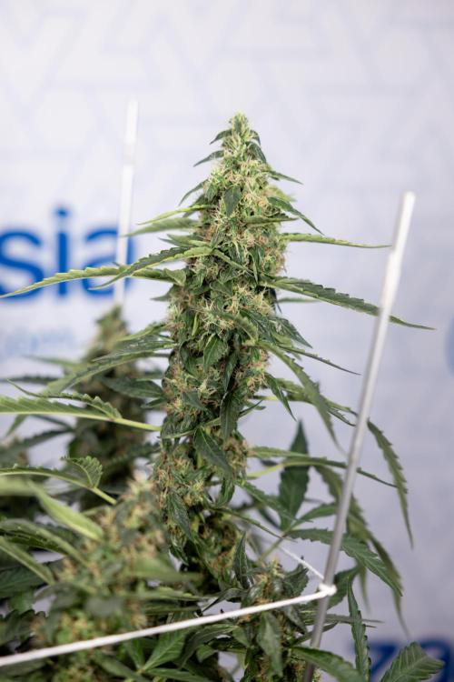 CBD FIX 🏥 Auto - Zamnesia x B&B. Week 8 - CBD FIX #2 - MIAN LINING