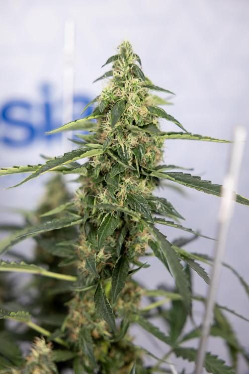 CBD FIX 🏥 Auto - Zamnesia x B&B. Week 8 - CBD FIX #2 - MIAN LINING