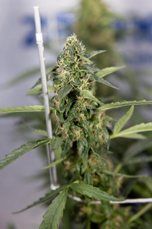 CBD FIX 🏥 Auto - Zamnesia x B&B. Week 8 - CBD FIX #2 - MIAN LINING