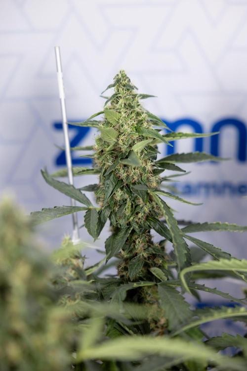 CBD FIX 🏥 Auto - Zamnesia x B&B. Week 8 - CBD FIX #2 - MIAN LINING