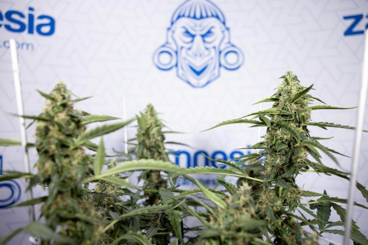 CBD FIX 🏥 Auto - Zamnesia x B&B. Week 8 - CBD FIX #2 - MIAN LINING
