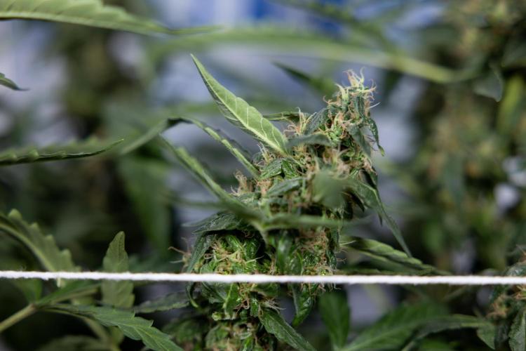 CBD FIX 🏥 Auto - Zamnesia x B&B. Week 8 - CBD FIX #2 - MIAN LINING