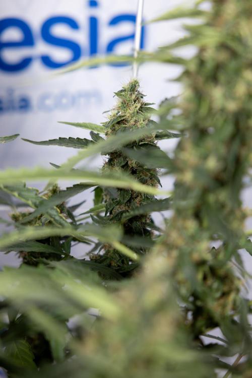 CBD FIX 🏥 Auto - Zamnesia x B&B. Week 8 - CBD FIX #2 - MIAN LINING