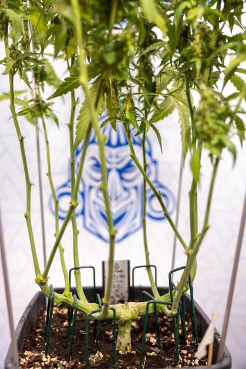 CBD FIX 🏥 Auto - Zamnesia x B&B. Week 8 - CBD FIX #2 - MIAN LINING