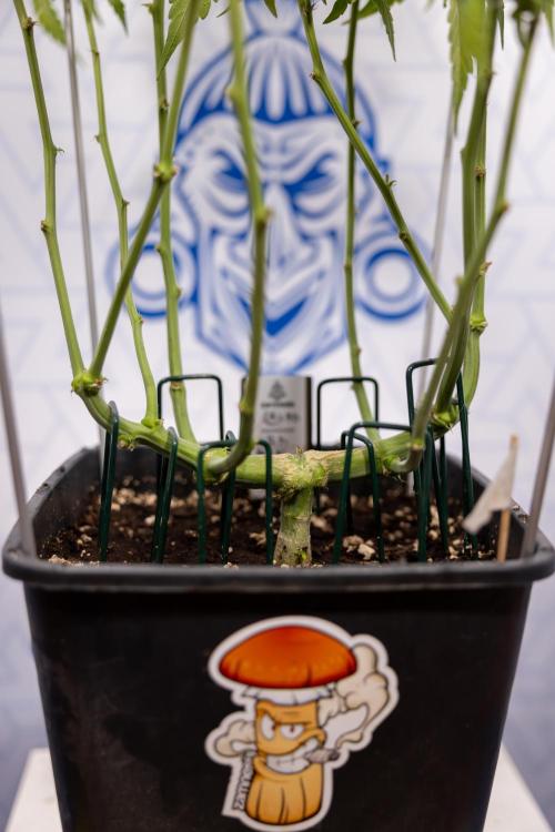 CBD FIX 🏥 Auto - Zamnesia x B&B. Week 8 - CBD FIX #2 - MIAN LINING