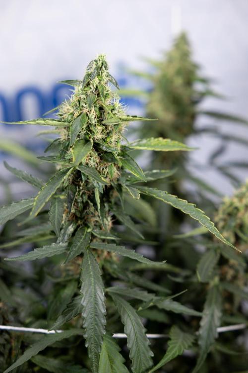 CBD FIX 🏥 Auto - Zamnesia x B&B. Week 8 - CBD FIX #2 - MIAN LINING