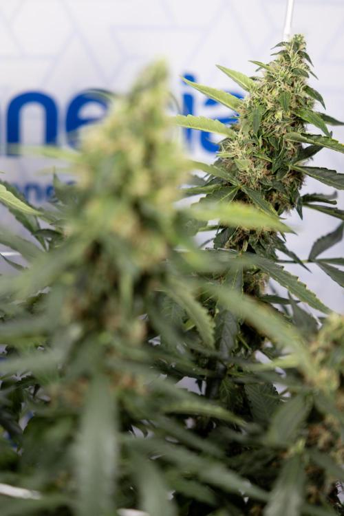 CBD FIX 🏥 Auto - Zamnesia x B&B. Week 8 - CBD FIX #2 - MIAN LINING