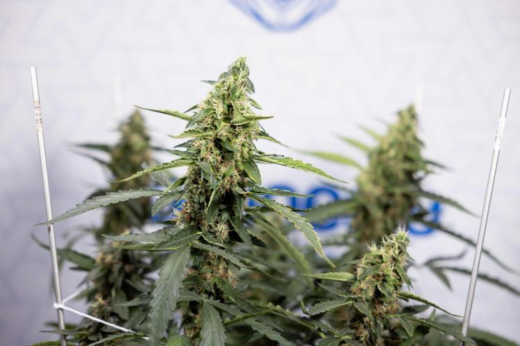 CBD FIX 🏥 Auto - Zamnesia x B&B. Week 8 - CBD FIX #2 - MIAN LINING