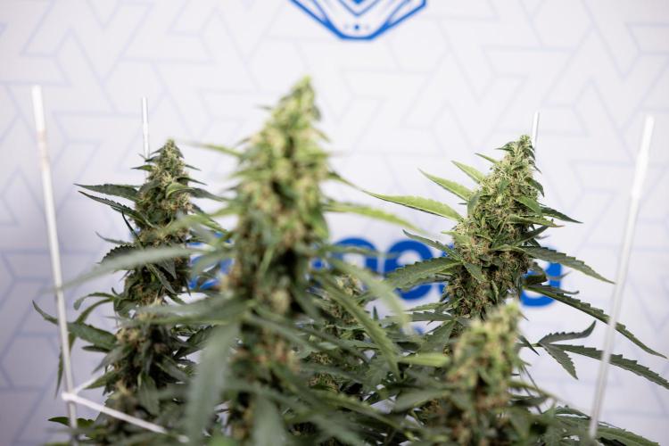 CBD FIX 🏥 Auto - Zamnesia x B&B. Week 8 - CBD FIX #2 - MIAN LINING