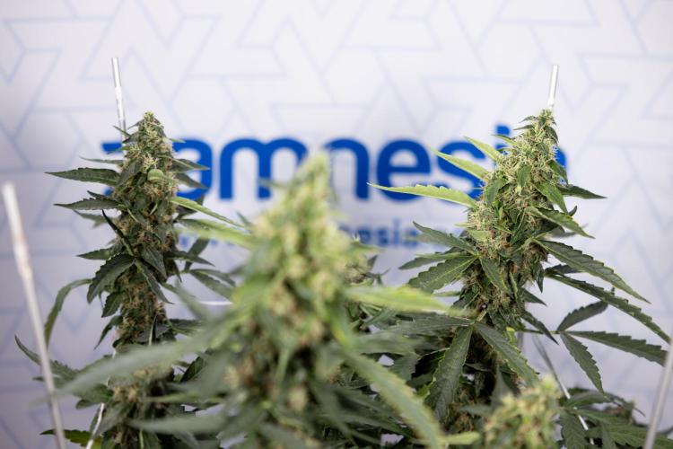 CBD FIX 🏥 Auto - Zamnesia x B&B. Week 8 - CBD FIX #2 - MIAN LINING