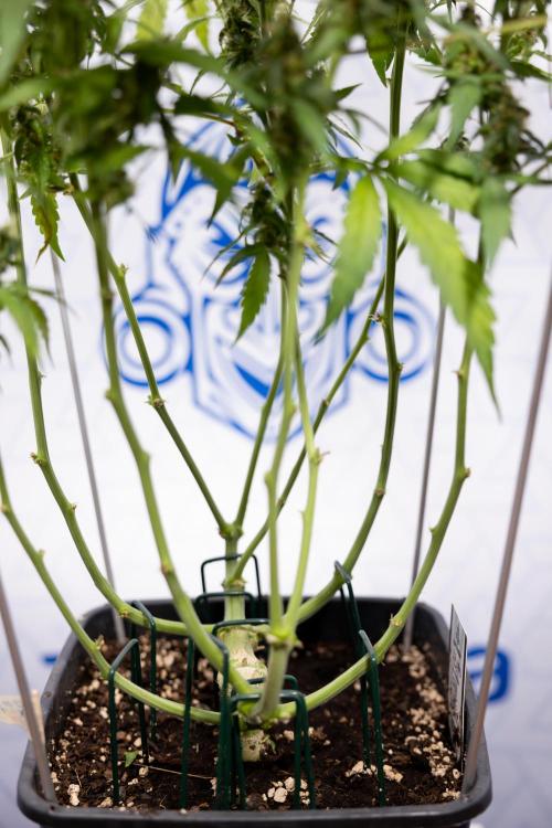 CBD FIX 🏥 Auto - Zamnesia x B&B. Week 8 - CBD FIX #2 - MIAN LINING