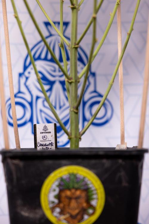 Chocolope 🍫 Auto - Zamnesia x B&B. Week 9 - Chocolope #1