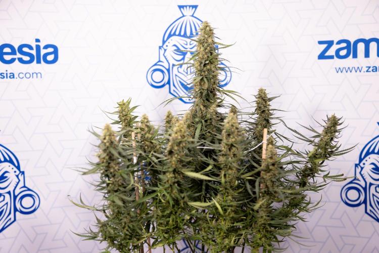 Chocolope 🍫 Auto - Zamnesia x B&B. Week 9 - Chocolope #1