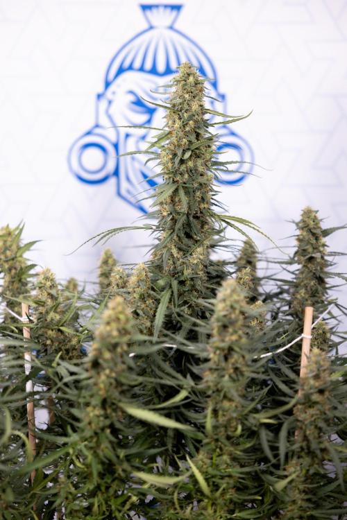 Chocolope 🍫 Auto - Zamnesia x B&B. Week 9 - Chocolope #1