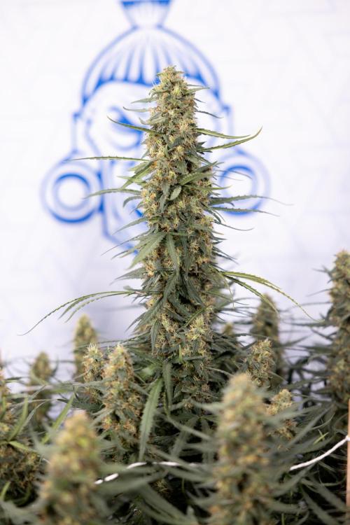 Chocolope 🍫 Auto - Zamnesia x B&B. Week 9 - Chocolope #1