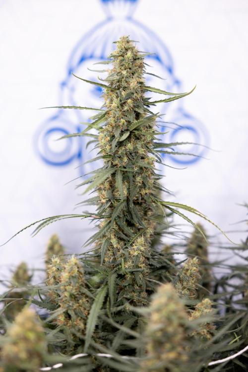 Chocolope 🍫 Auto - Zamnesia x B&B. Week 9 - Chocolope #1