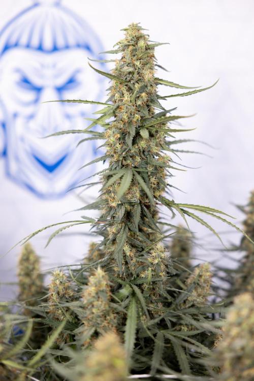 Chocolope 🍫 Auto - Zamnesia x B&B. Week 9 - Chocolope #1