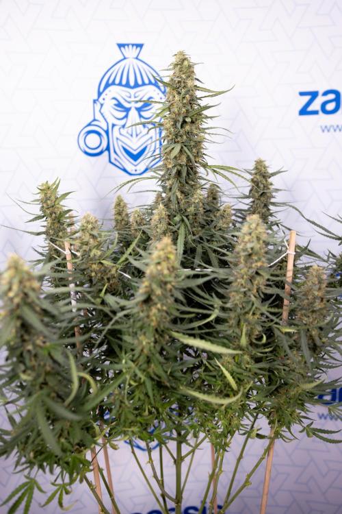 Chocolope 🍫 Auto - Zamnesia x B&B. Week 9 - Chocolope #1