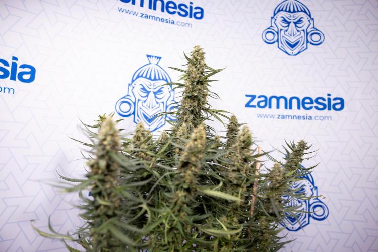 Chocolope 🍫 Auto - Zamnesia x B&B. Week 9 - Chocolope #1