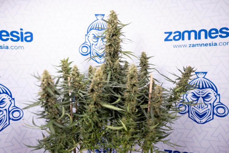 Chocolope 🍫 Auto - Zamnesia x B&B. Week 9 - Chocolope #1