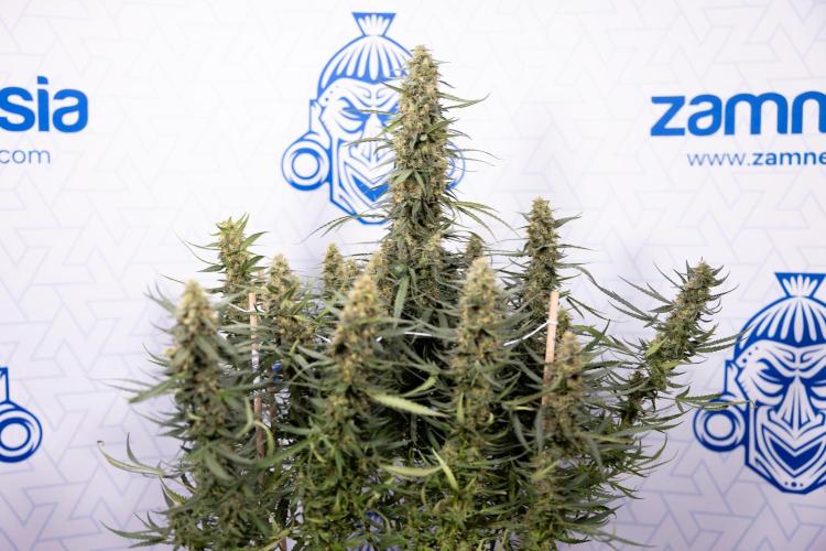 Chocolope 🍫 Auto - Zamnesia x B&B. Week 9 - Chocolope #1