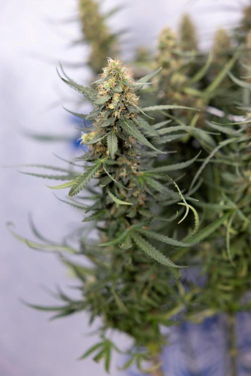 Chocolope 🍫 Auto - Zamnesia x B&B. Week 9 - Chocolope #1