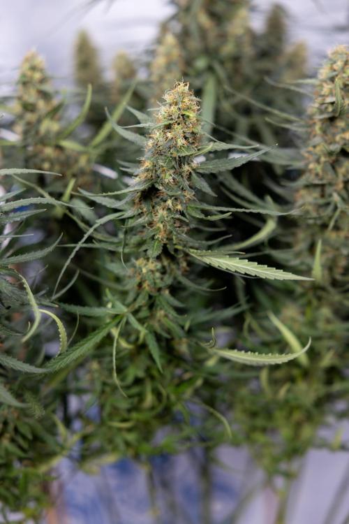 Chocolope 🍫 Auto - Zamnesia x B&B. Week 9 - Chocolope #1