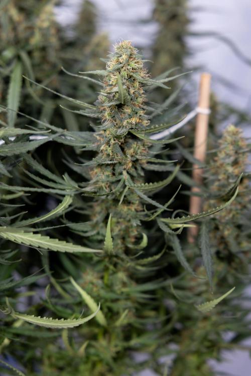 Chocolope 🍫 Auto - Zamnesia x B&B. Week 9 - Chocolope #1