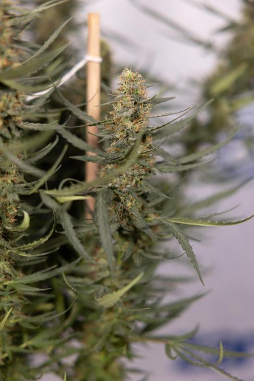 Chocolope 🍫 Auto - Zamnesia x B&B. Week 9 - Chocolope #1