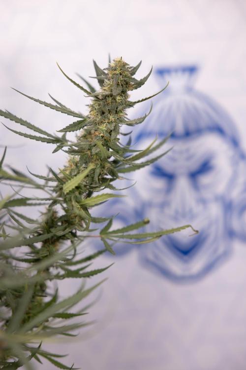 Chocolope 🍫 Auto - Zamnesia x B&B. Week 9 - Chocolope #1