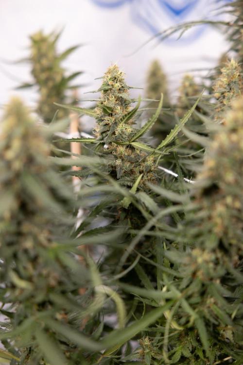 Chocolope 🍫 Auto - Zamnesia x B&B. Week 9 - Chocolope #1