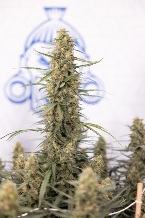 Chocolope 🍫 Auto - Zamnesia x B&B. Week 9 - Chocolope #1