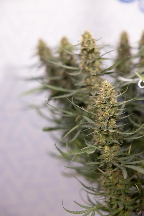 Chocolope 🍫 Auto - Zamnesia x B&B. Week 9 - Chocolope #1
