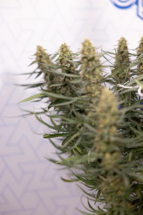 Chocolope 🍫 Auto - Zamnesia x B&B. Week 9 - Chocolope #1