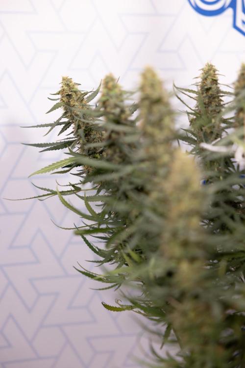 Chocolope 🍫 Auto - Zamnesia x B&B. Week 9 - Chocolope #1